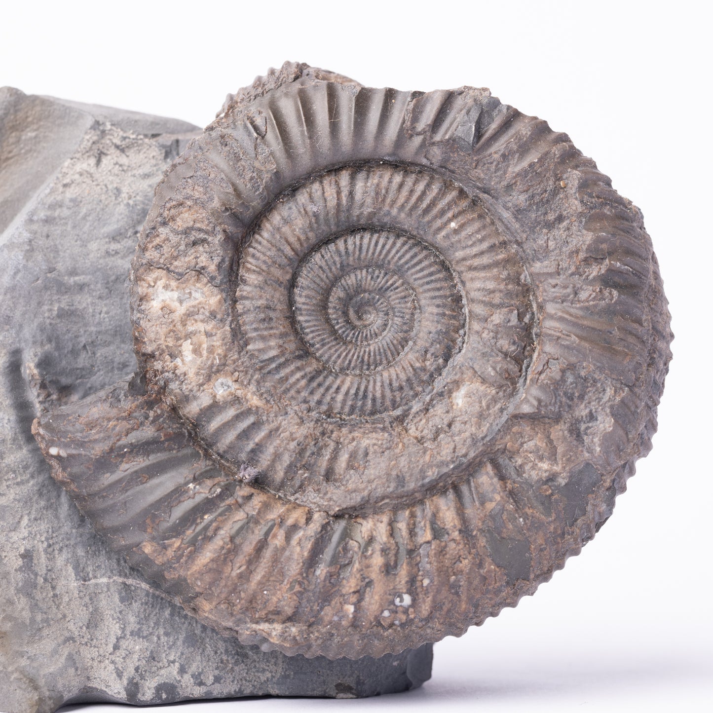 Dactylioceras sp. Ammonite