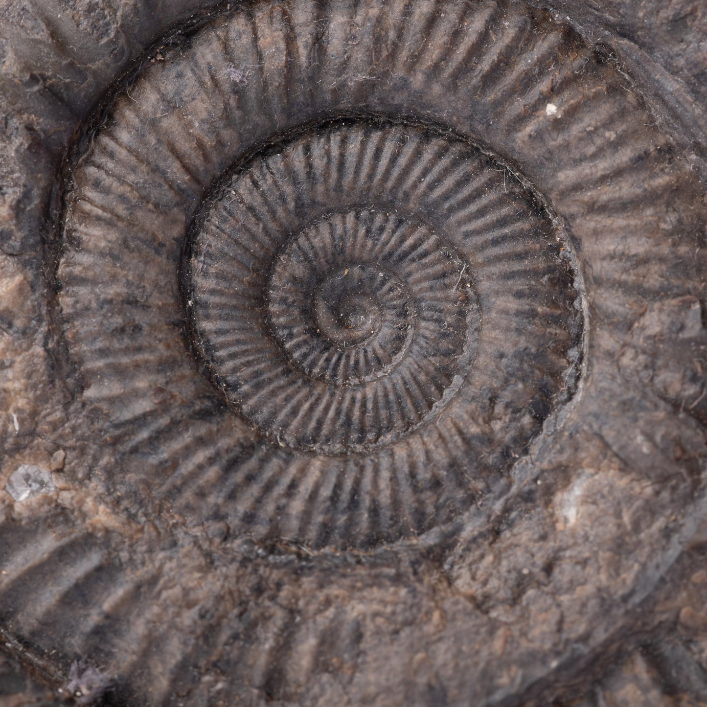 Dactylioceras sp. Ammonite
