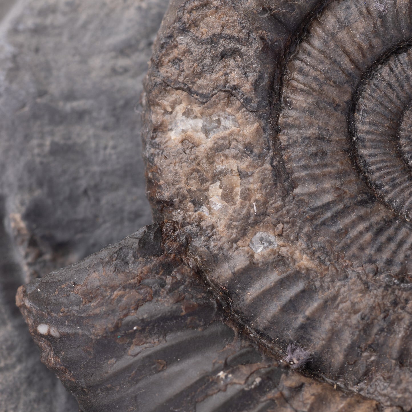 Dactylioceras sp. Ammonite