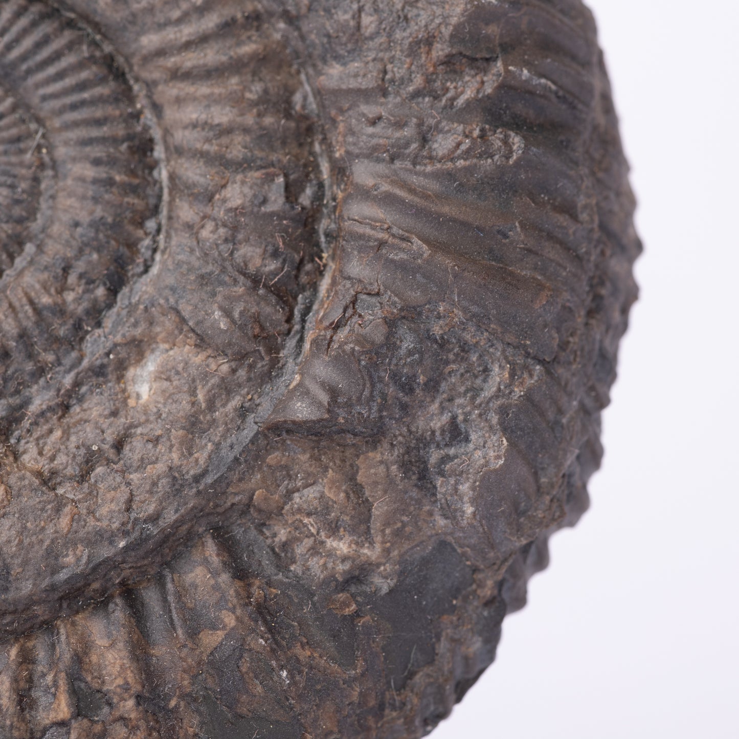 Dactylioceras sp. Ammonite