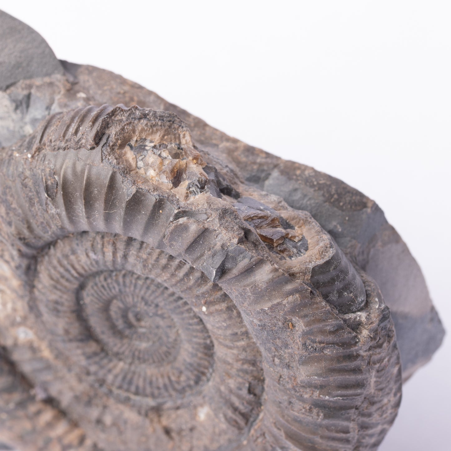 Dactylioceras sp. Ammonite