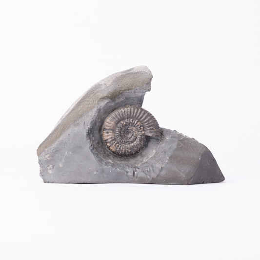 Dactylioceras gracile Ammonite