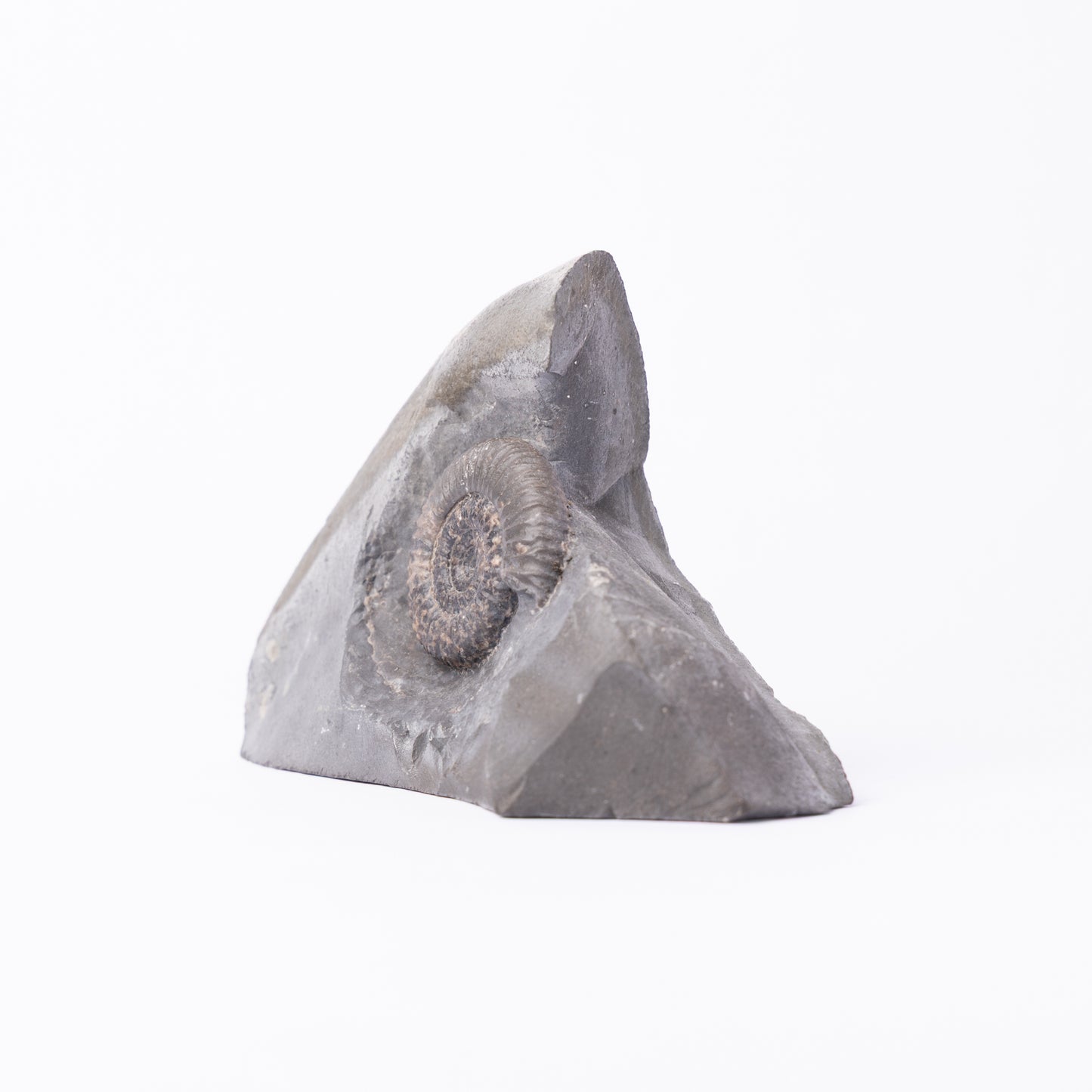 Dactylioceras gracile Ammonite