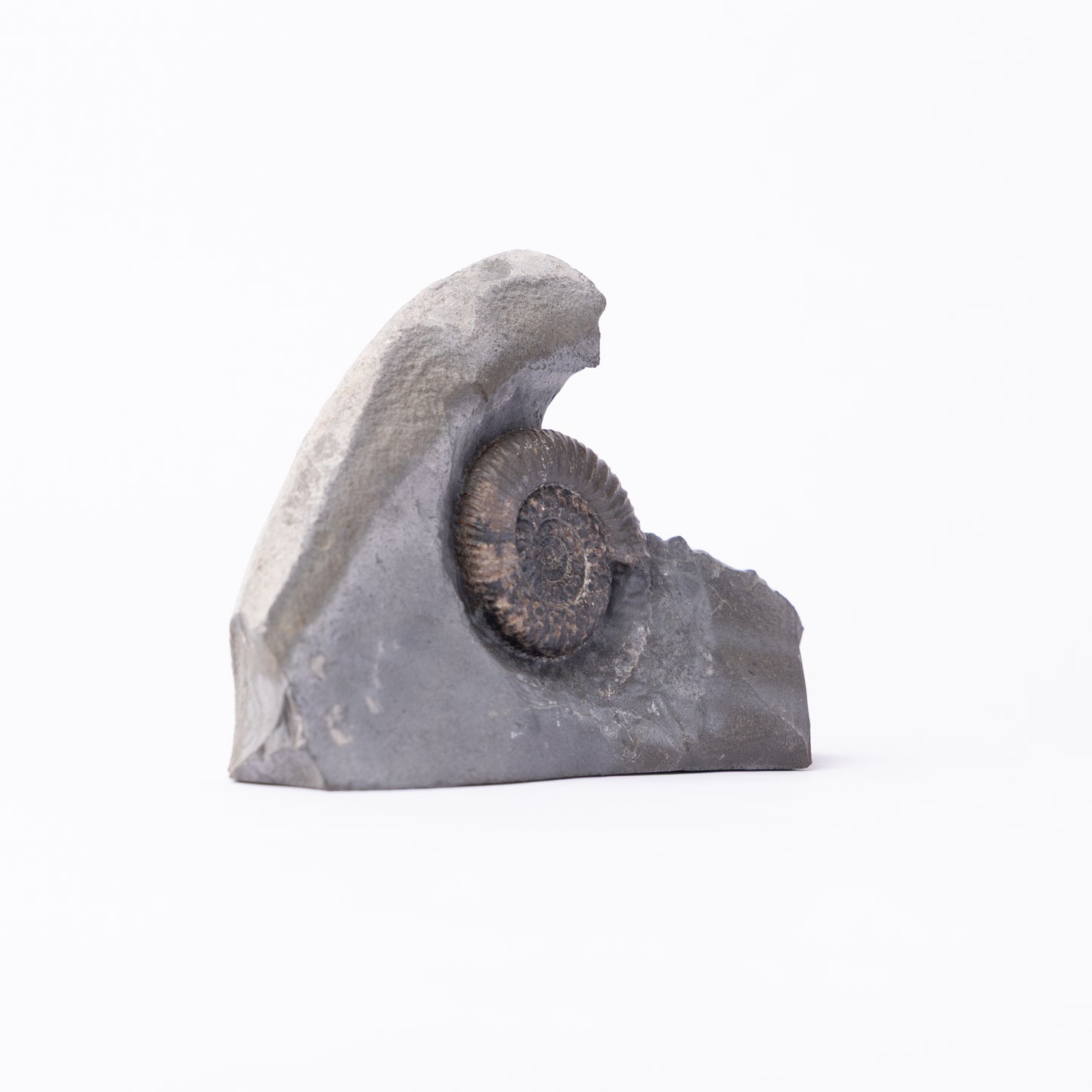Dactylioceras gracile Ammonite