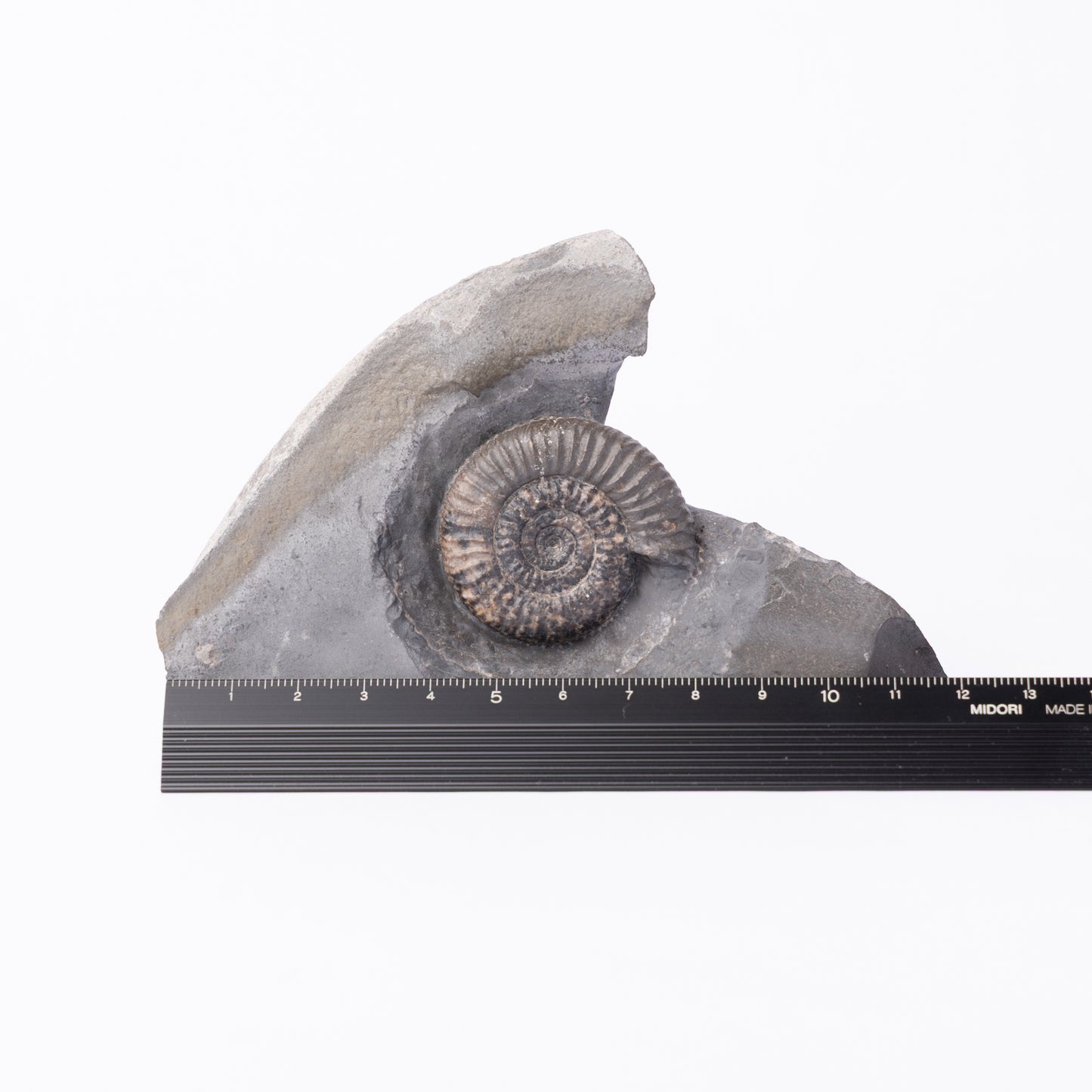 Dactylioceras gracile Ammonite