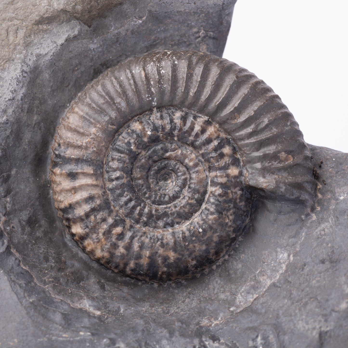 Dactylioceras gracile Ammonite