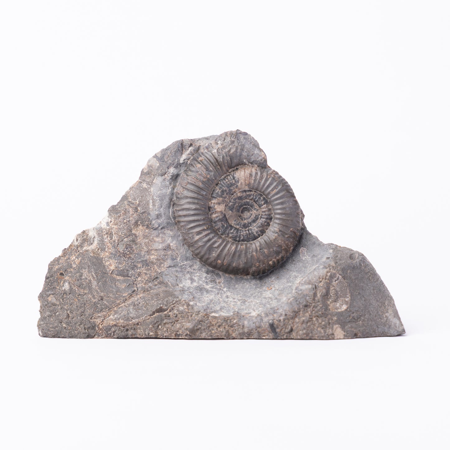 Dactylioceras gracile Ammonite