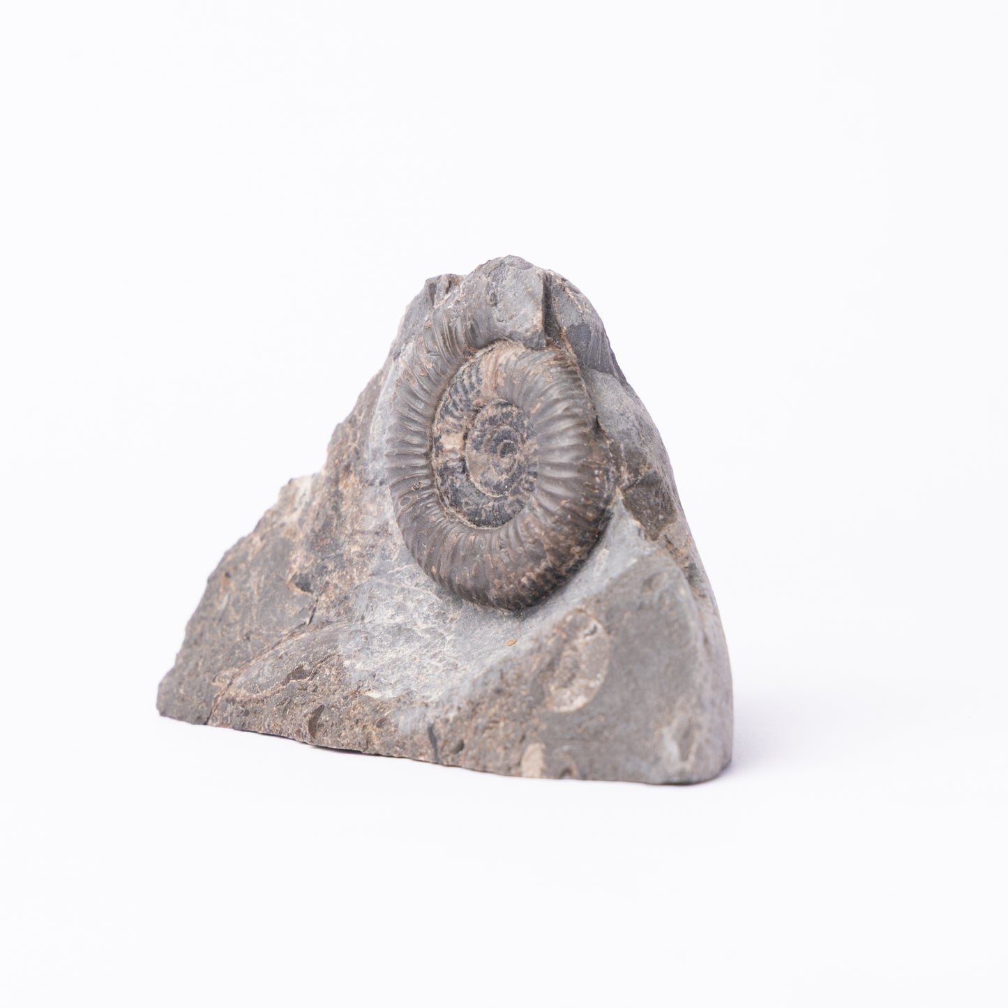 Dactylioceras gracile Ammonite