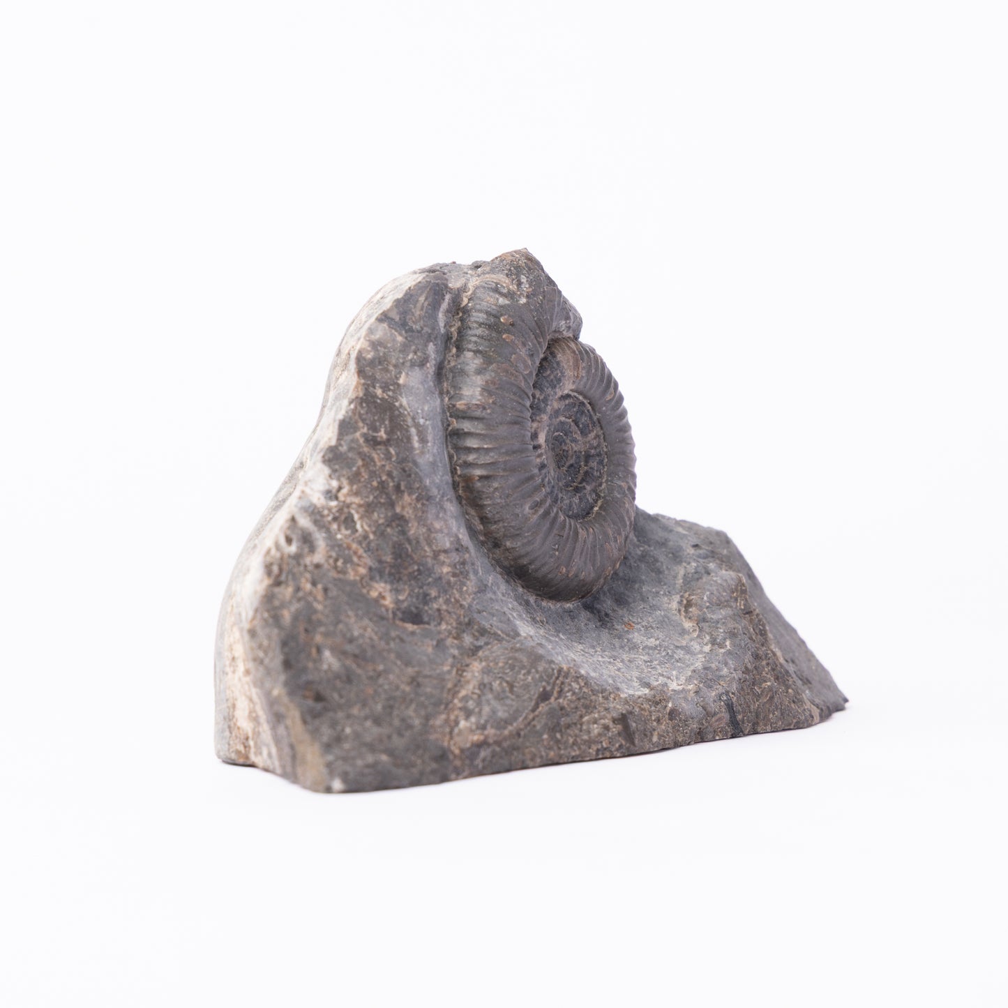 Dactylioceras gracile Ammonite