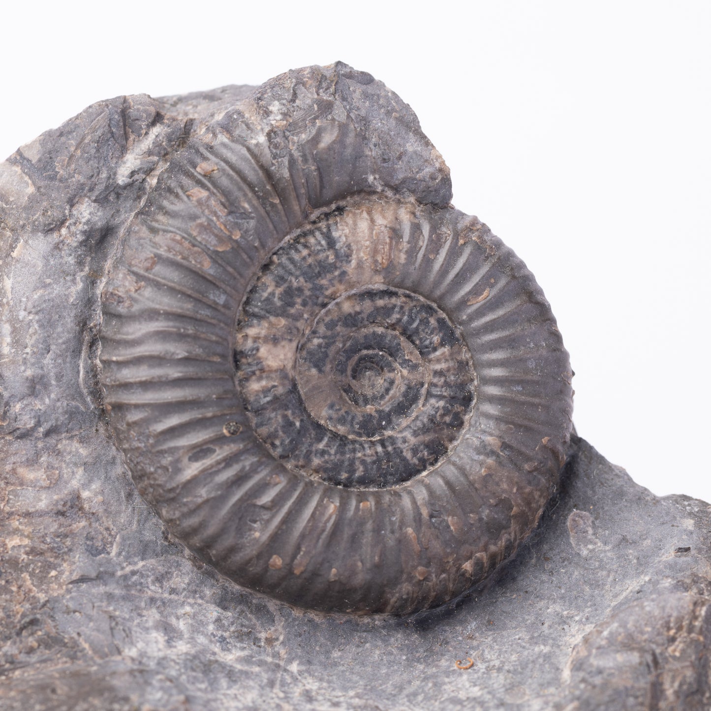 Dactylioceras gracile Ammonite