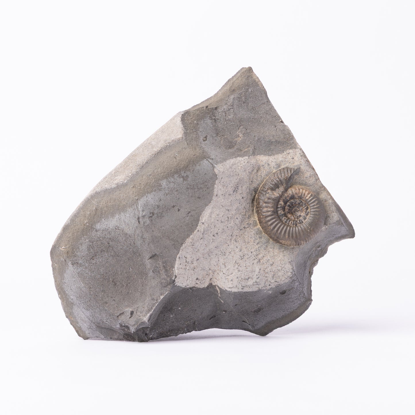 Dactylioceras gracile Ammonite