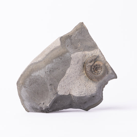 Dactylioceras gracile Ammonite
