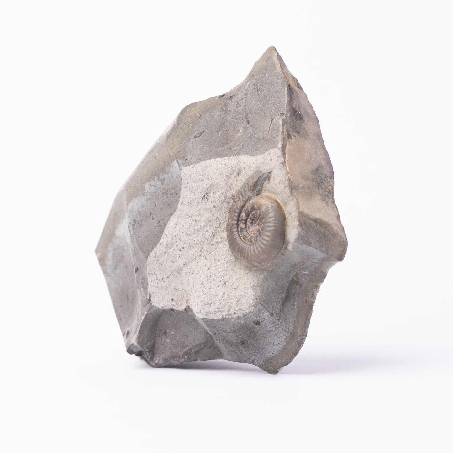 Dactylioceras gracile Ammonite