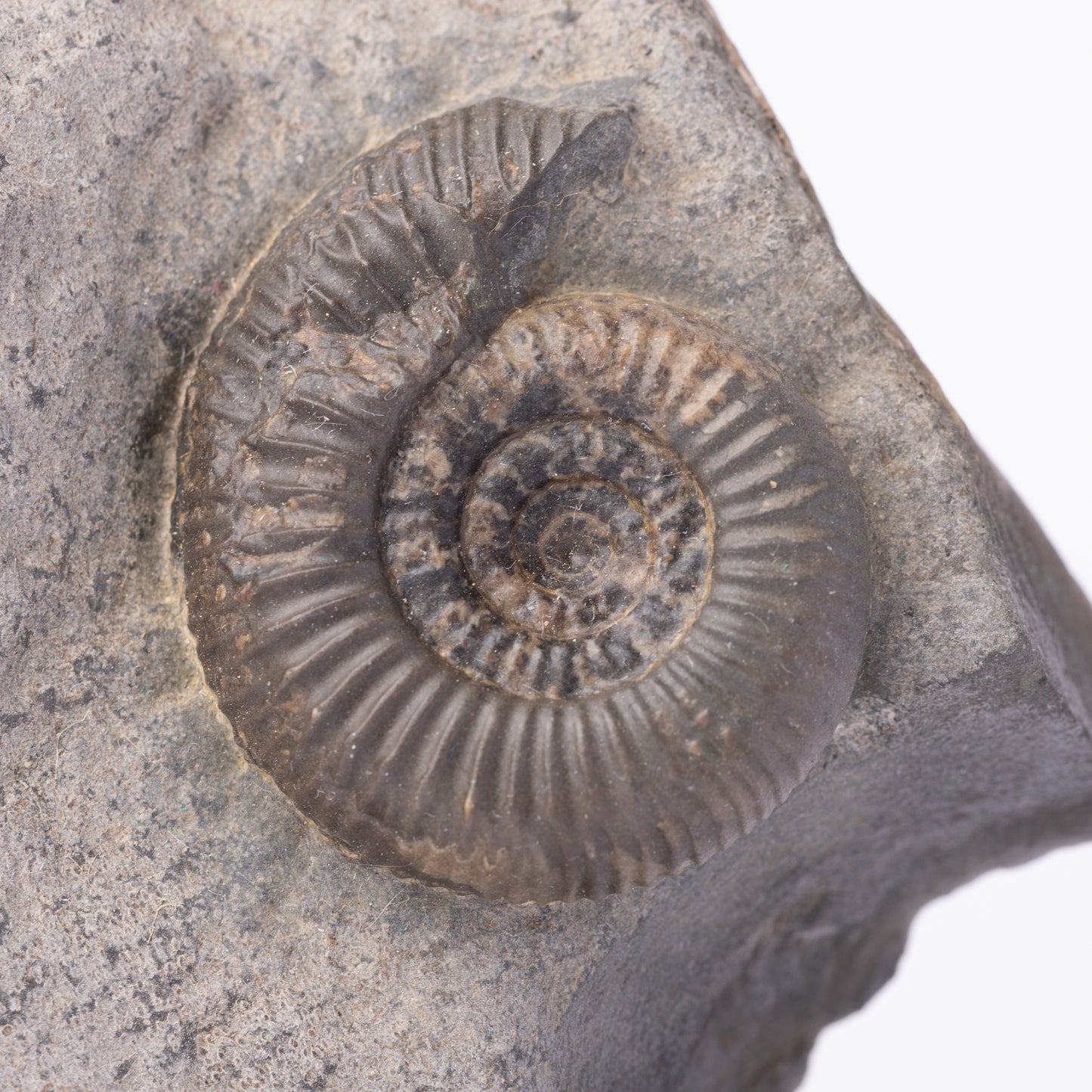 Dactylioceras gracile Ammonite