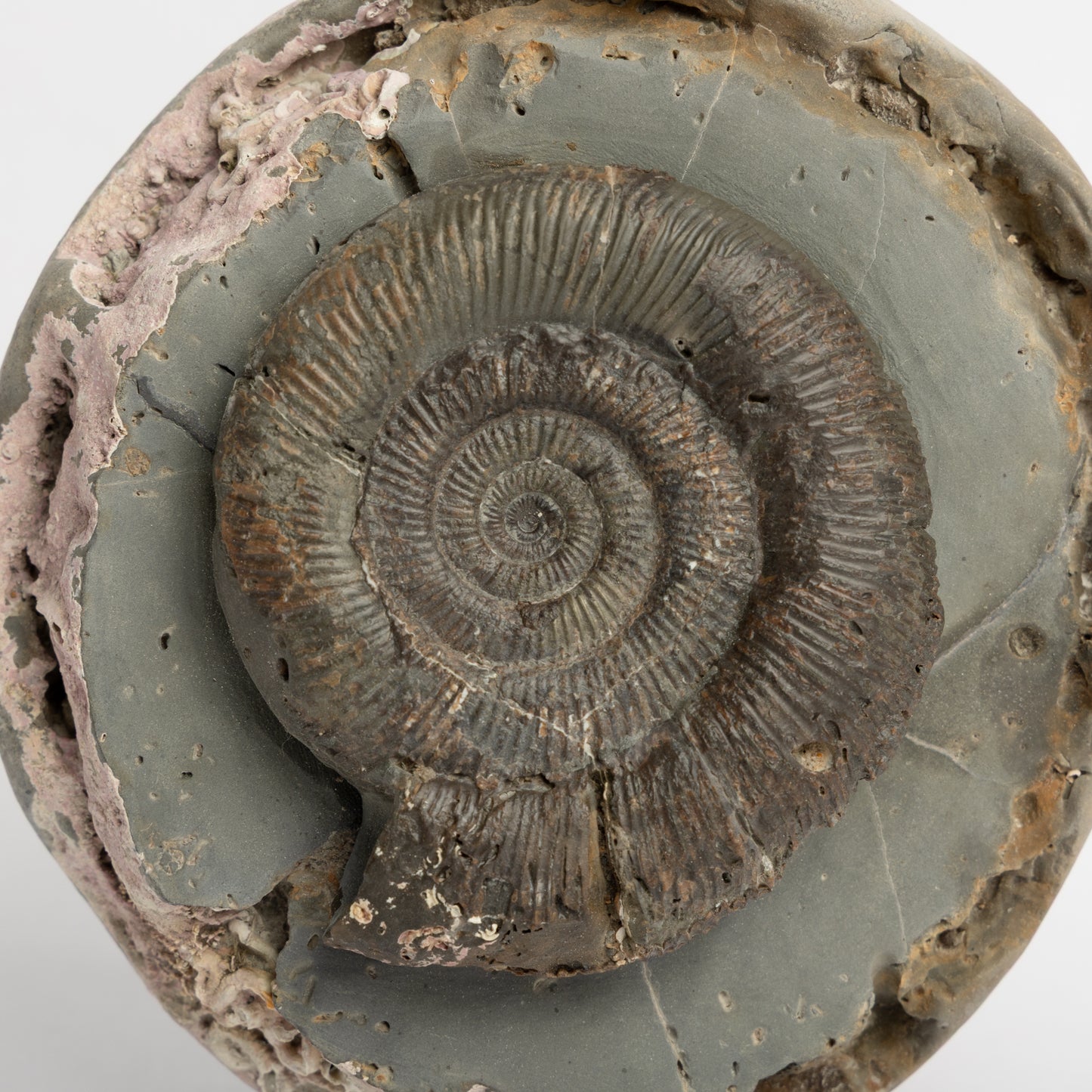 Dactylioceras tenuicostatum Ammonite