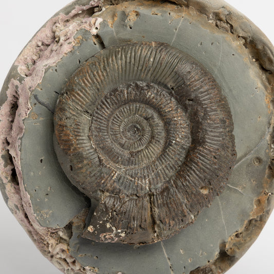 Dactylioceras tenuicostatum Ammonite