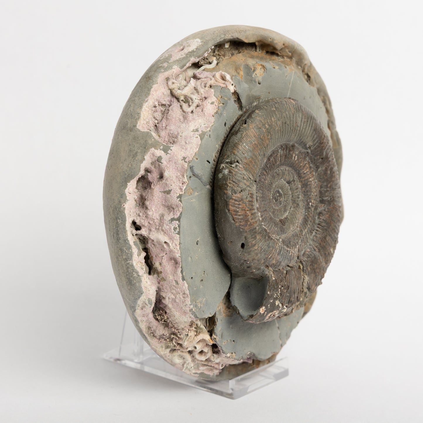 Dactylioceras tenuicostatum Ammonite