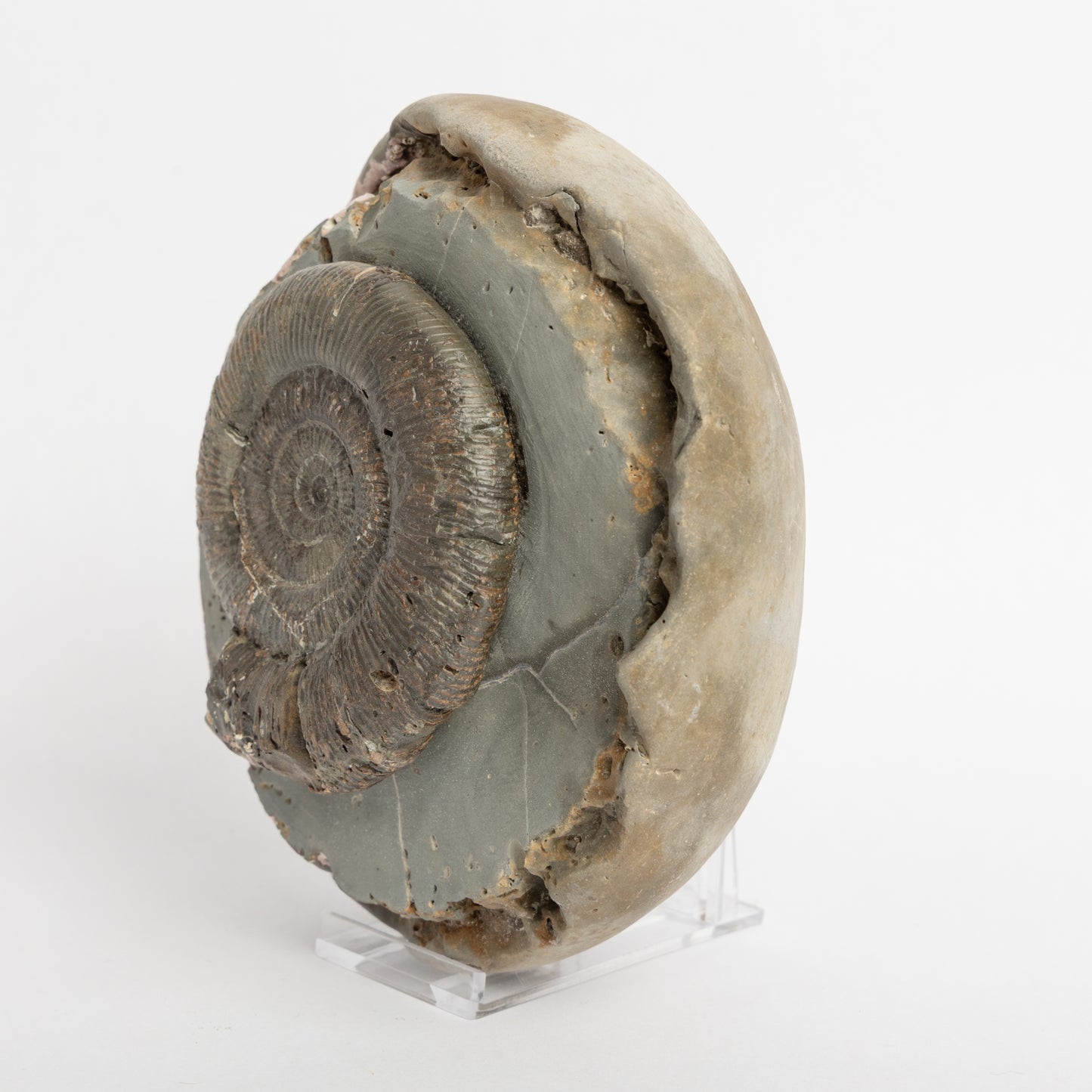Dactylioceras tenuicostatum Ammonite