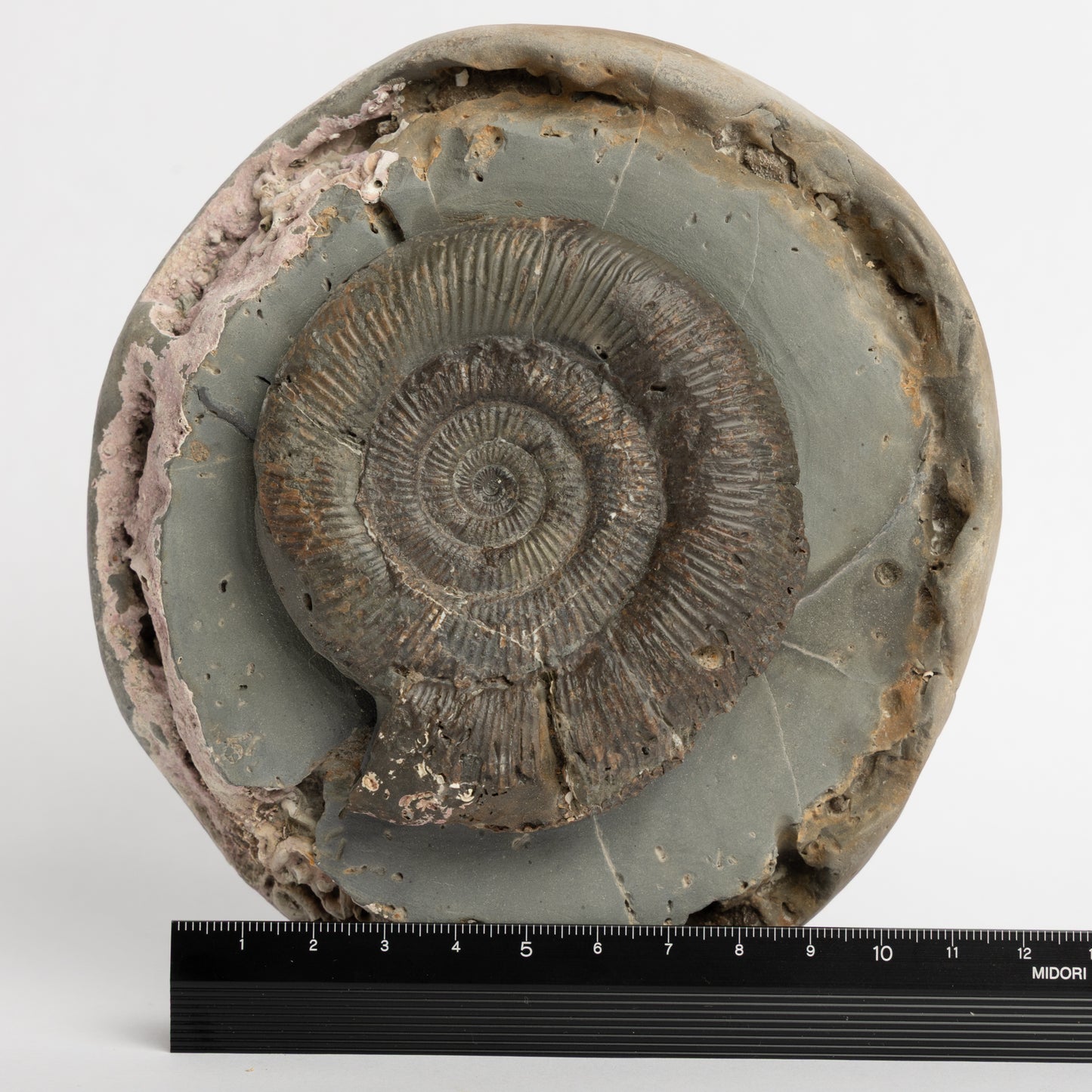 Dactylioceras tenuicostatum Ammonite