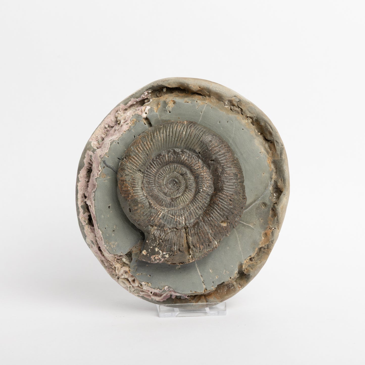 Dactylioceras tenuicostatum Ammonite