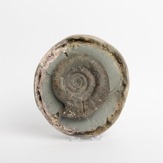 Dactylioceras tenuicostatum Ammonite