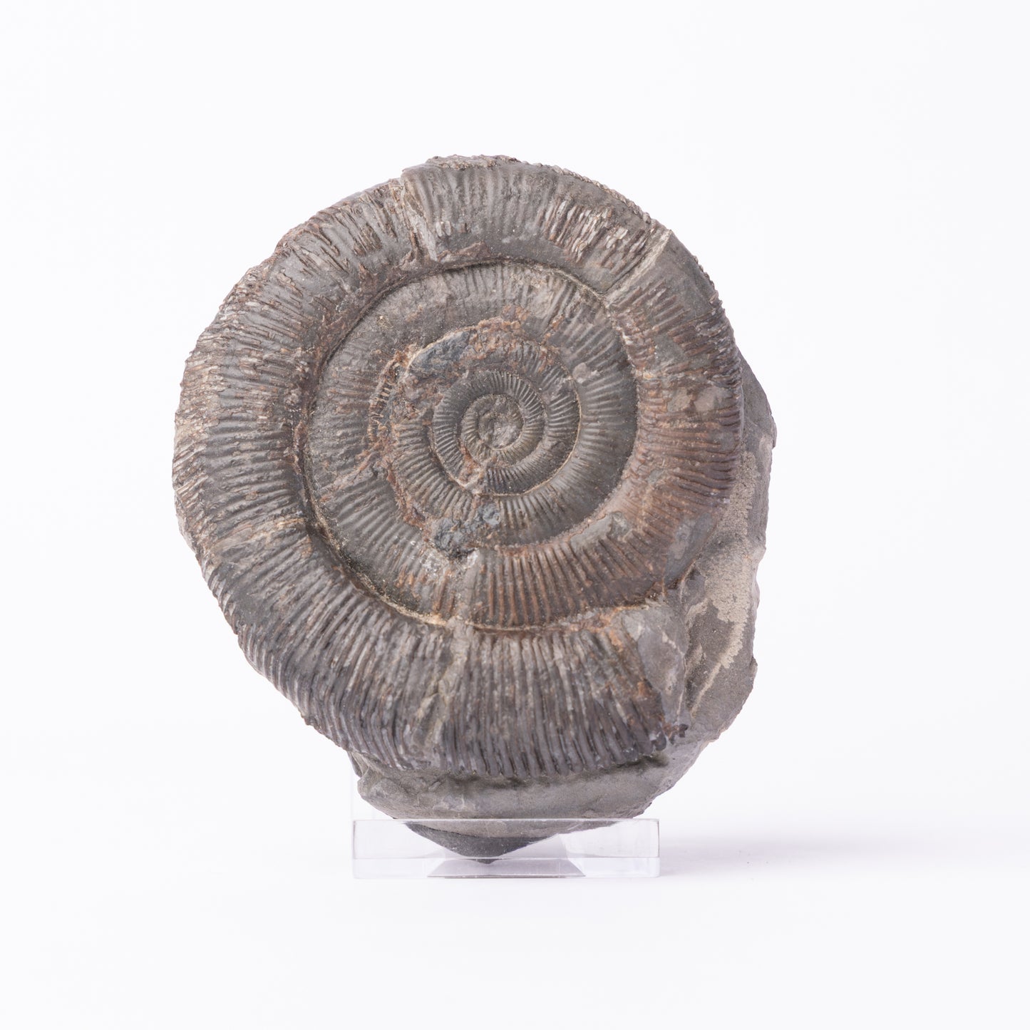 Dactylioceras tenuicostatum Ammonite
