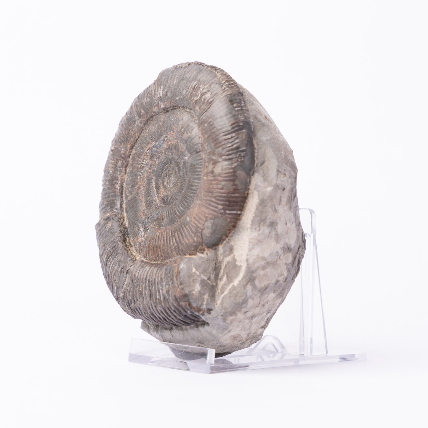 Dactylioceras tenuicostatum Ammonite
