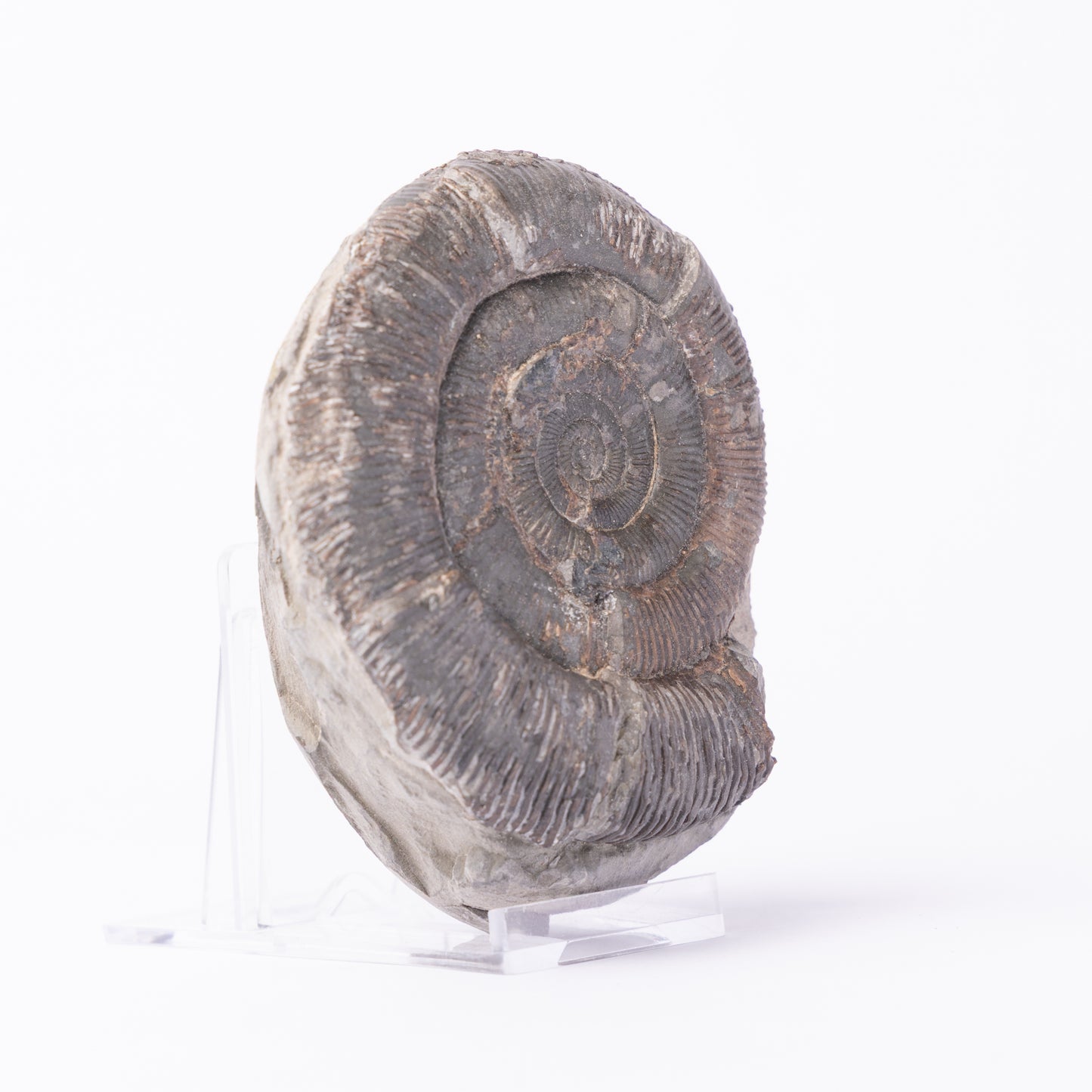 Dactylioceras tenuicostatum Ammonite