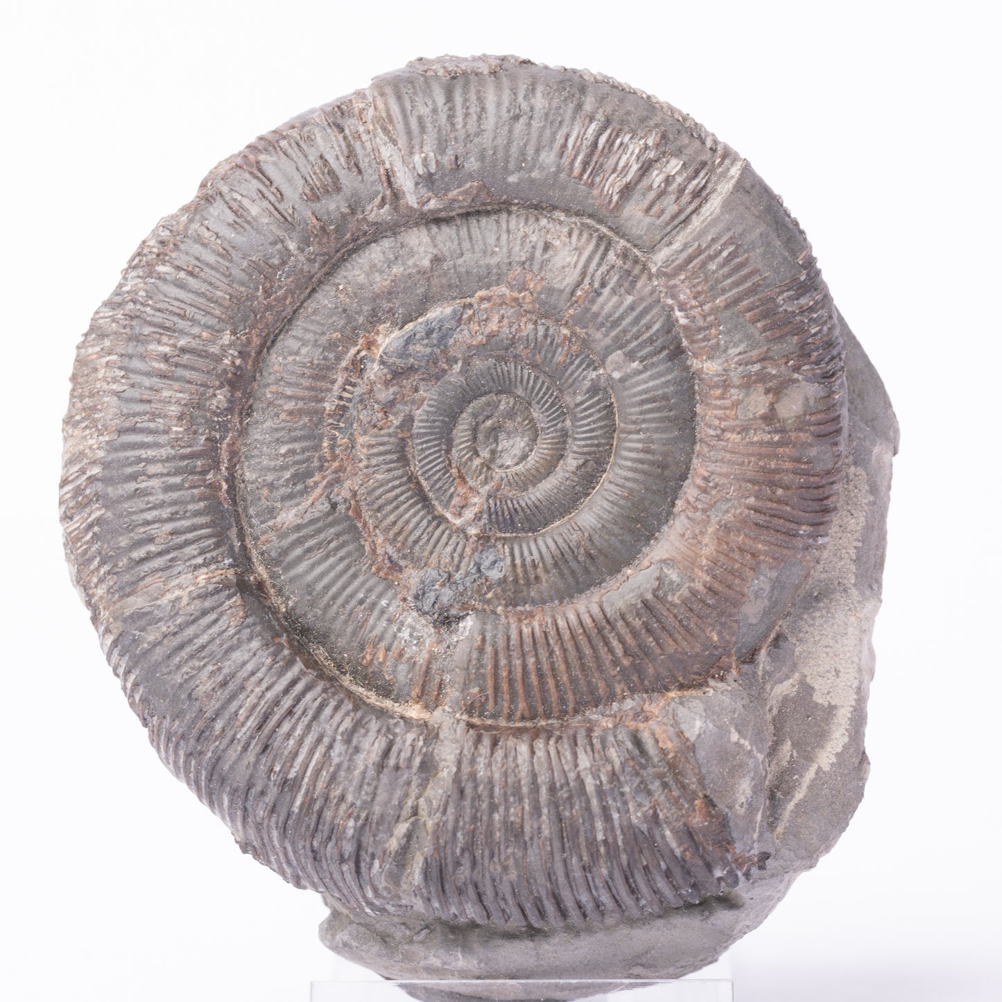 Dactylioceras tenuicostatum Ammonite