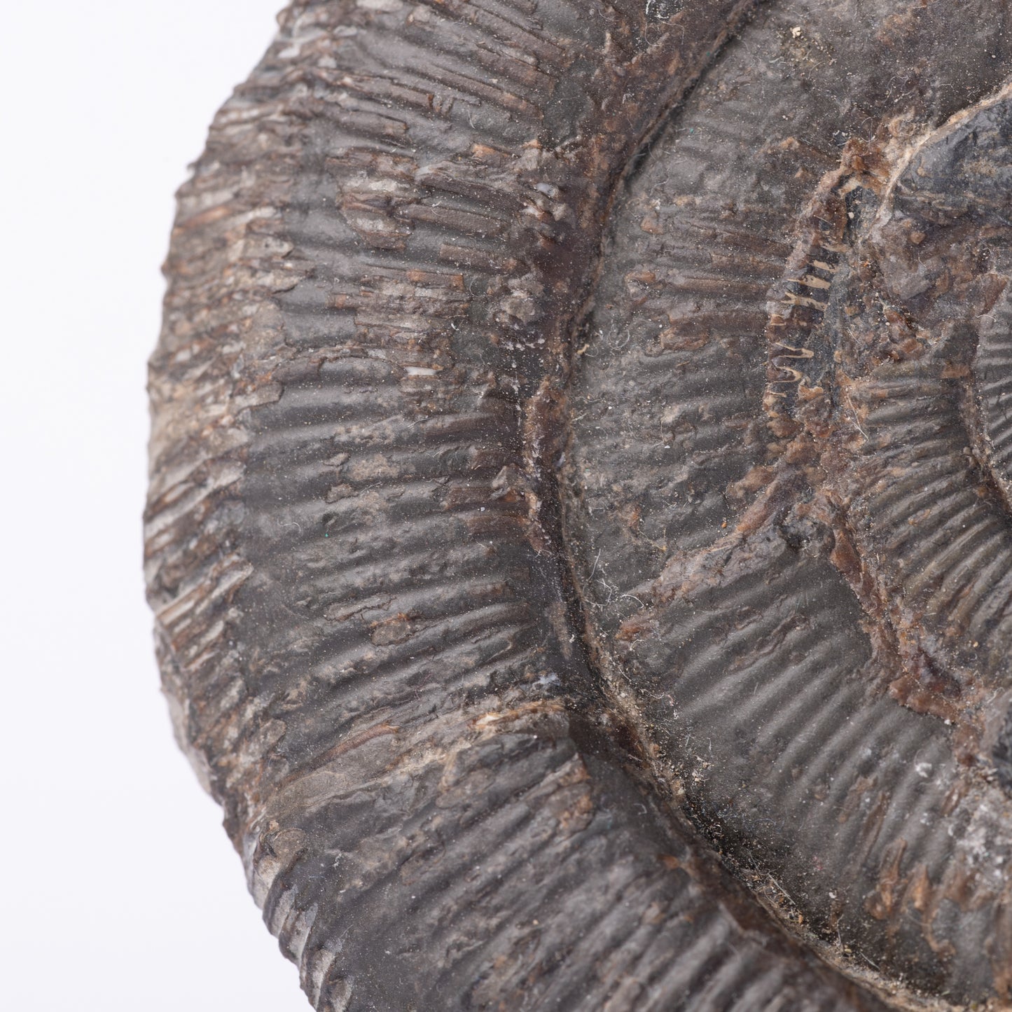 Dactylioceras tenuicostatum Ammonite