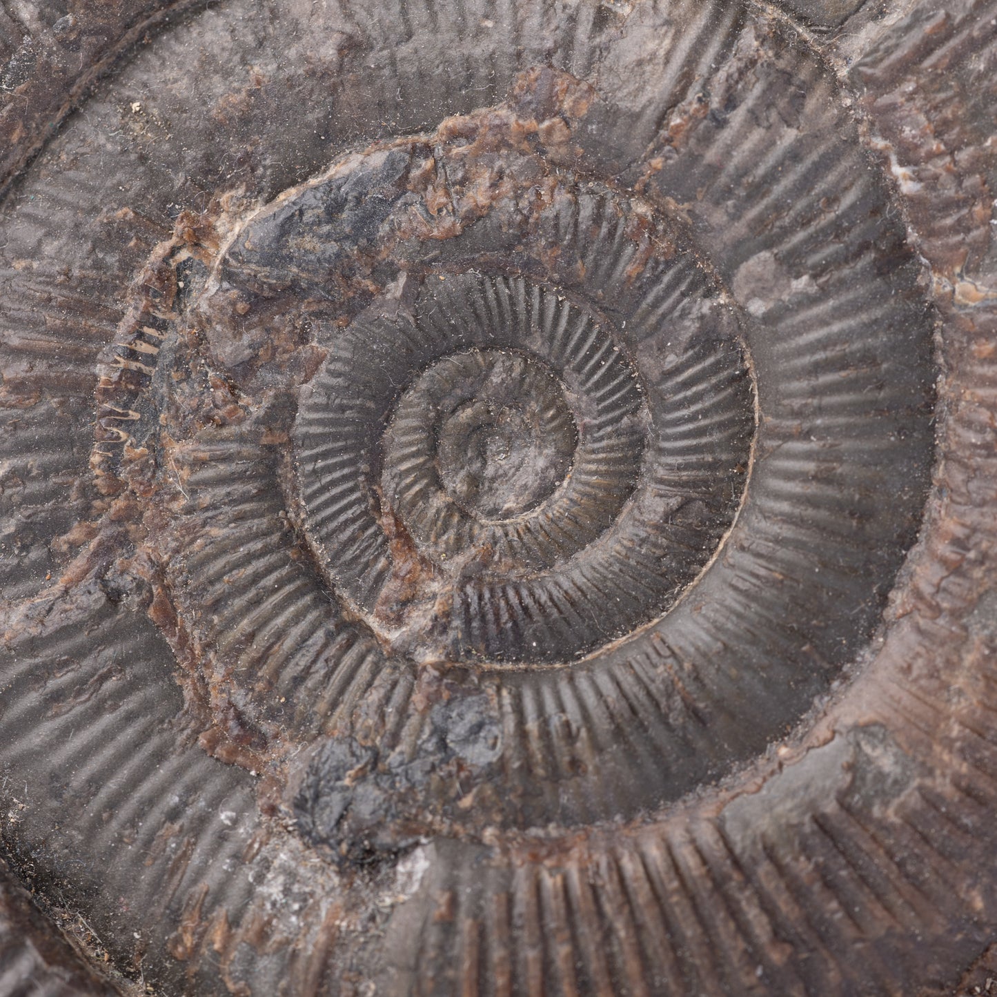 Dactylioceras tenuicostatum Ammonite