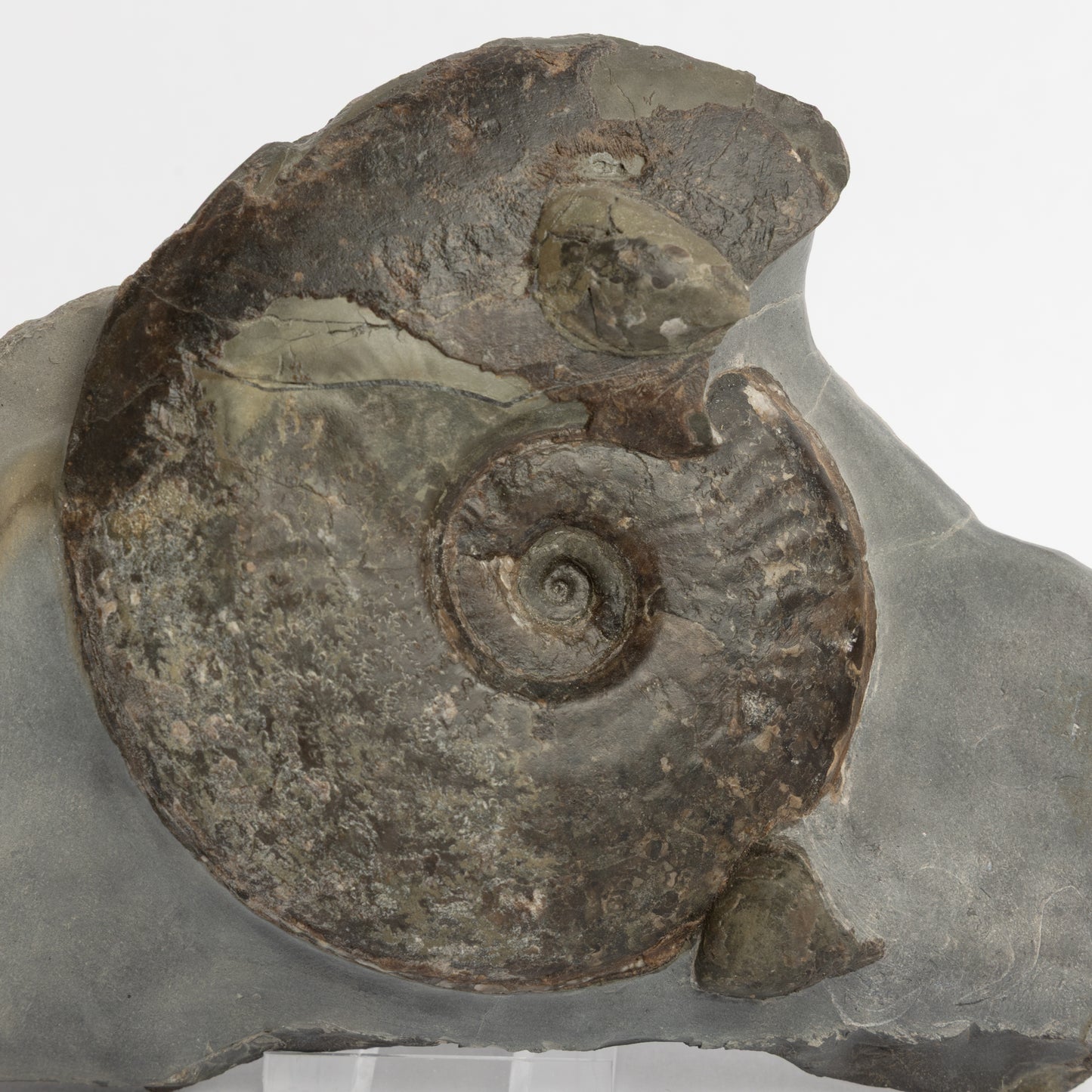 Eleganticeras sp. Ammonite with Bivalves