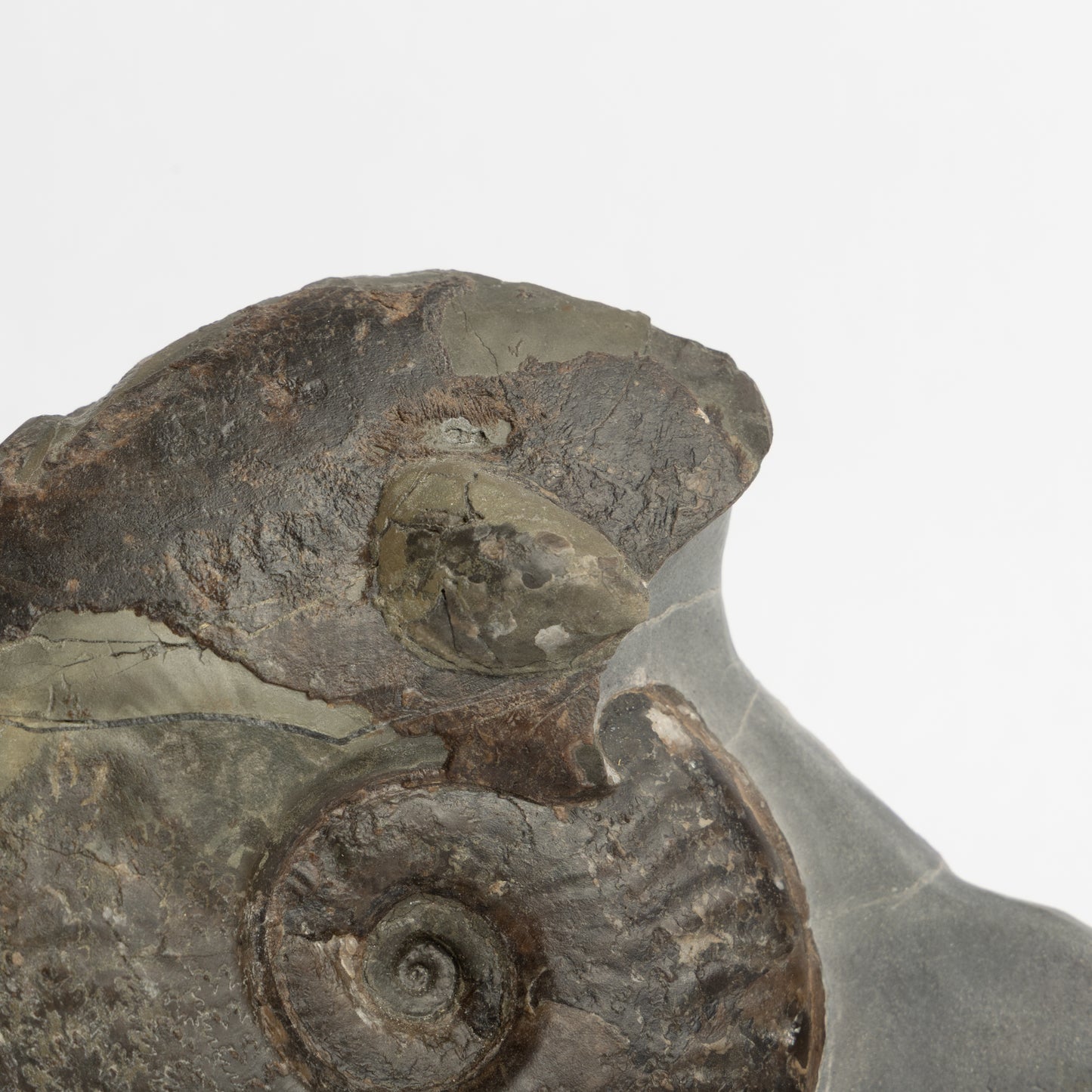 Eleganticeras sp. Ammonite with Bivalves