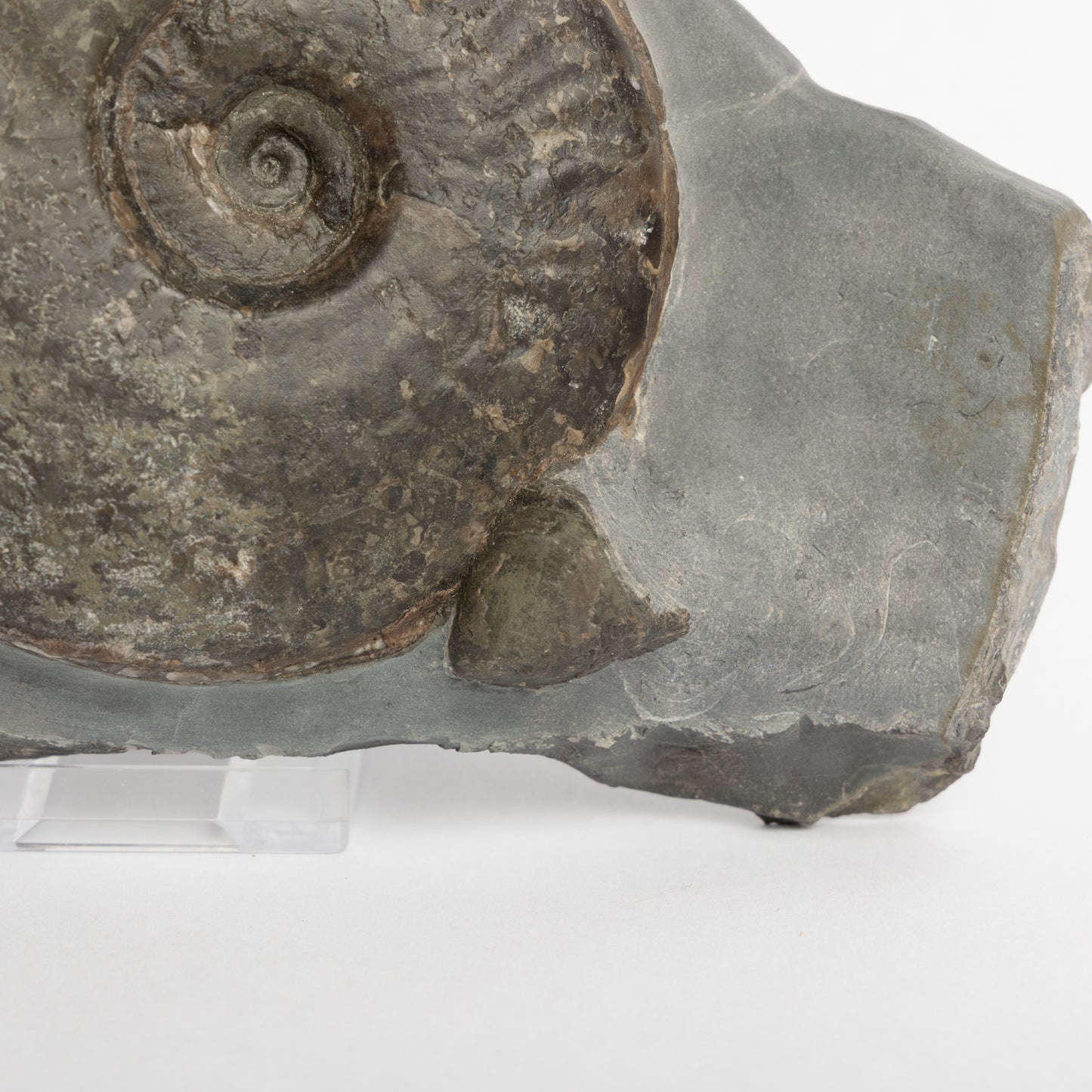 Eleganticeras sp. Ammonite with Bivalves