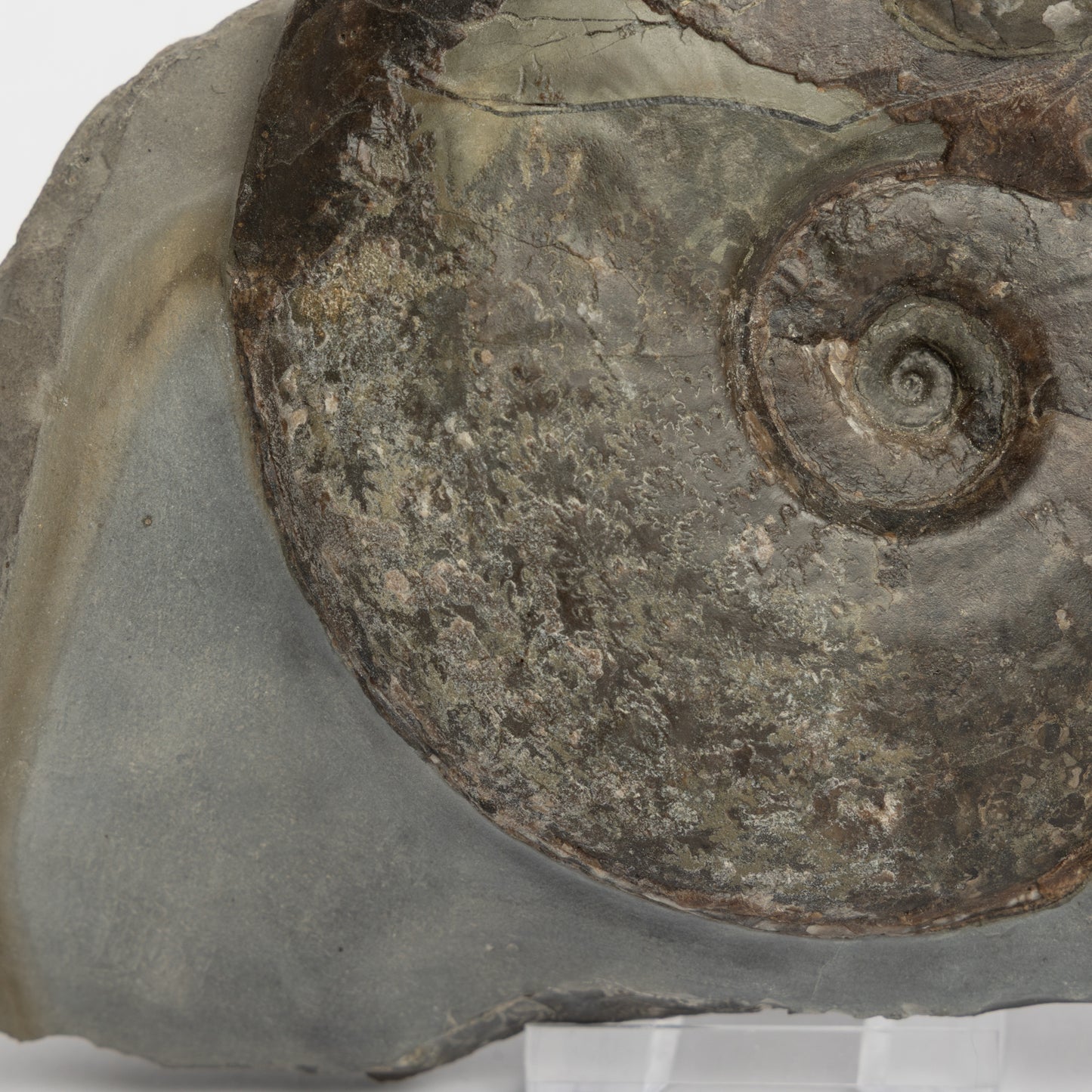 Eleganticeras sp. Ammonite with Bivalves