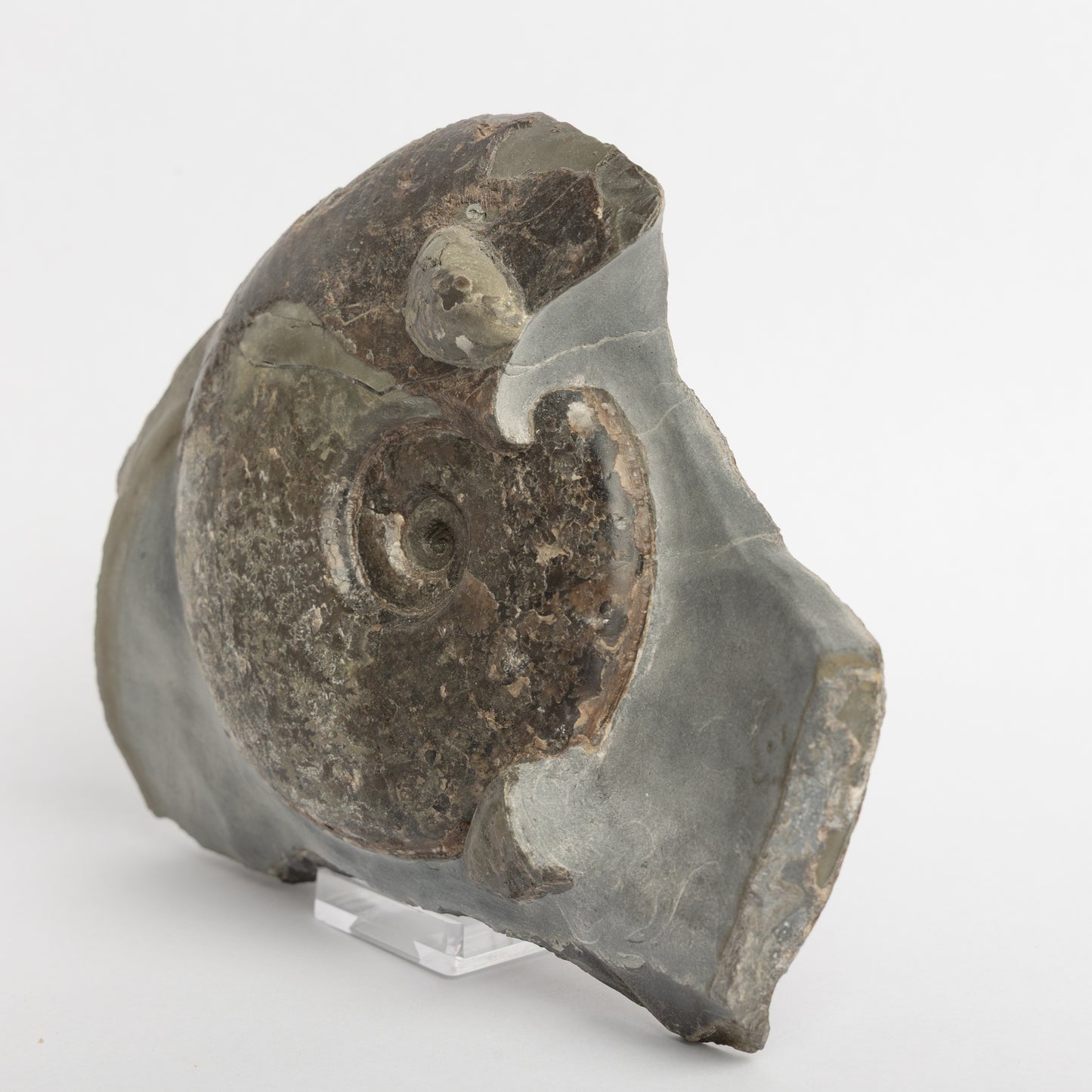 Eleganticeras sp. Ammonite with Bivalves