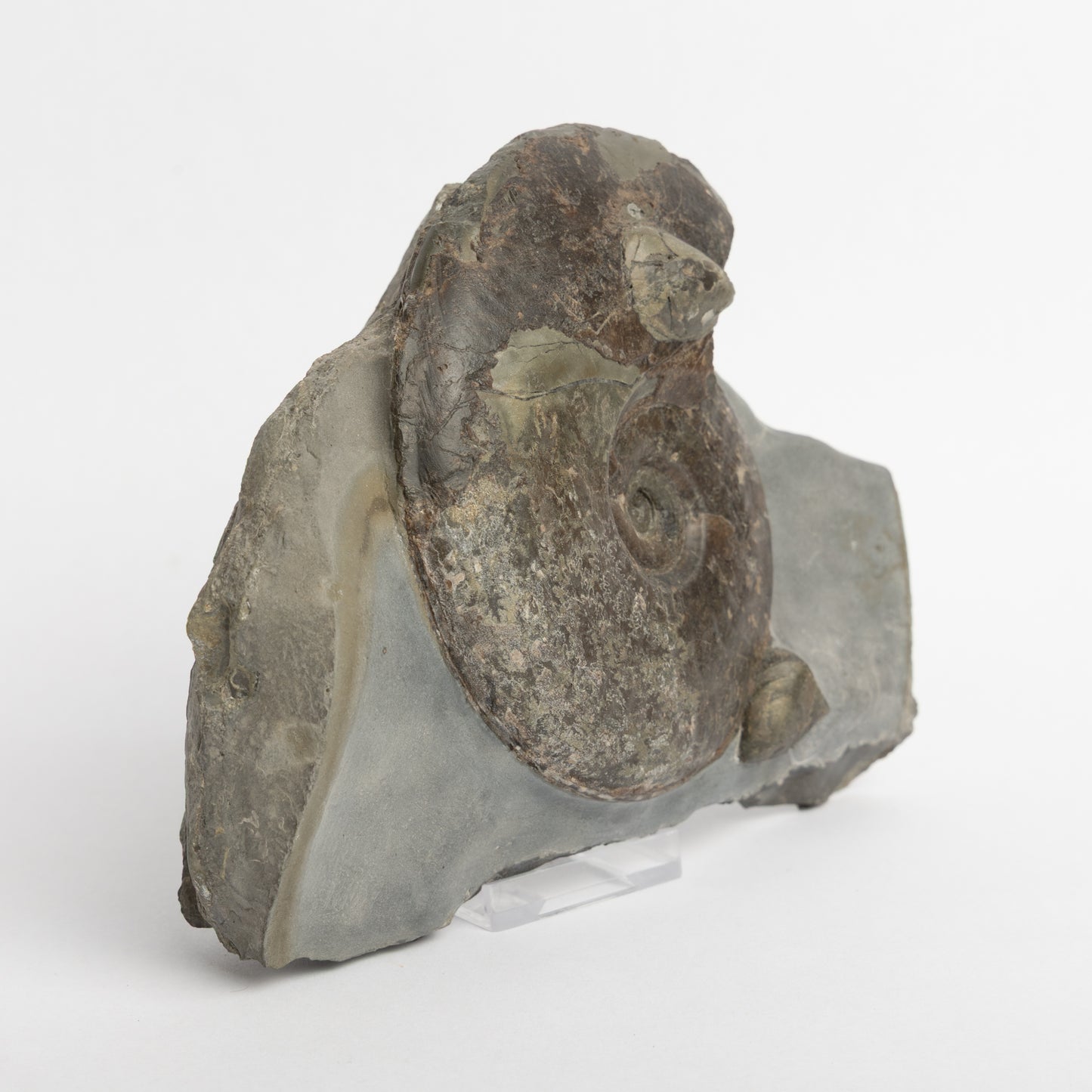 Eleganticeras sp. Ammonite with Bivalves