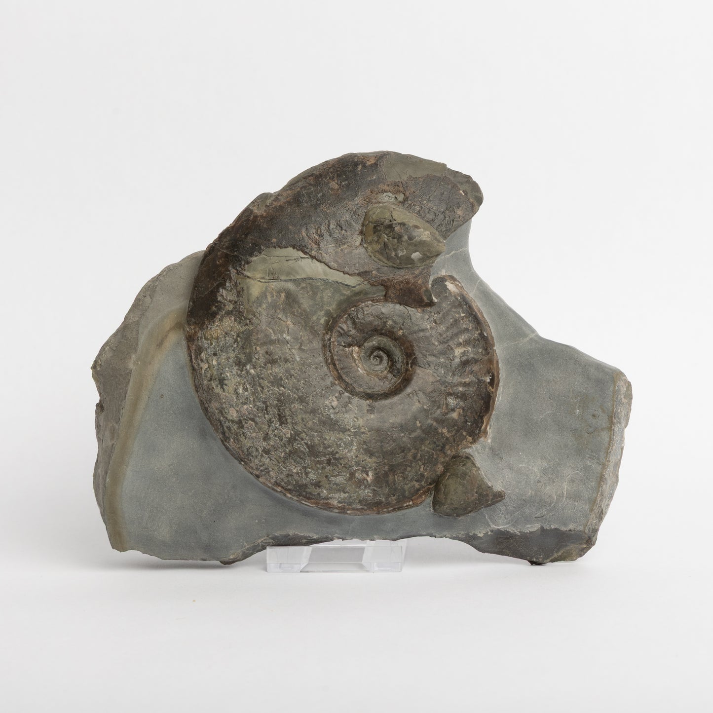 Eleganticeras sp. Ammonite with Bivalves