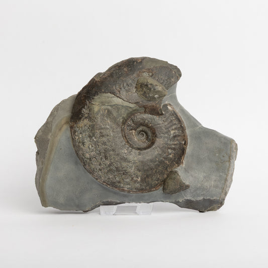 Eleganticeras sp. Ammonite with Bivalves