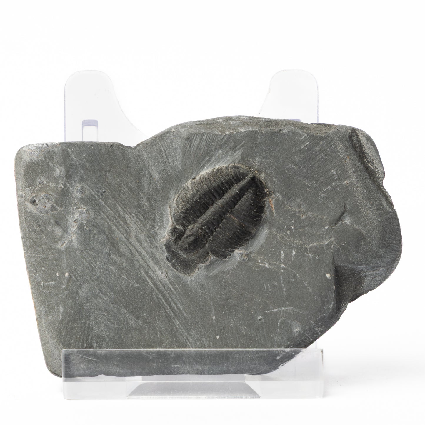 Elrathia kingii Trilobite