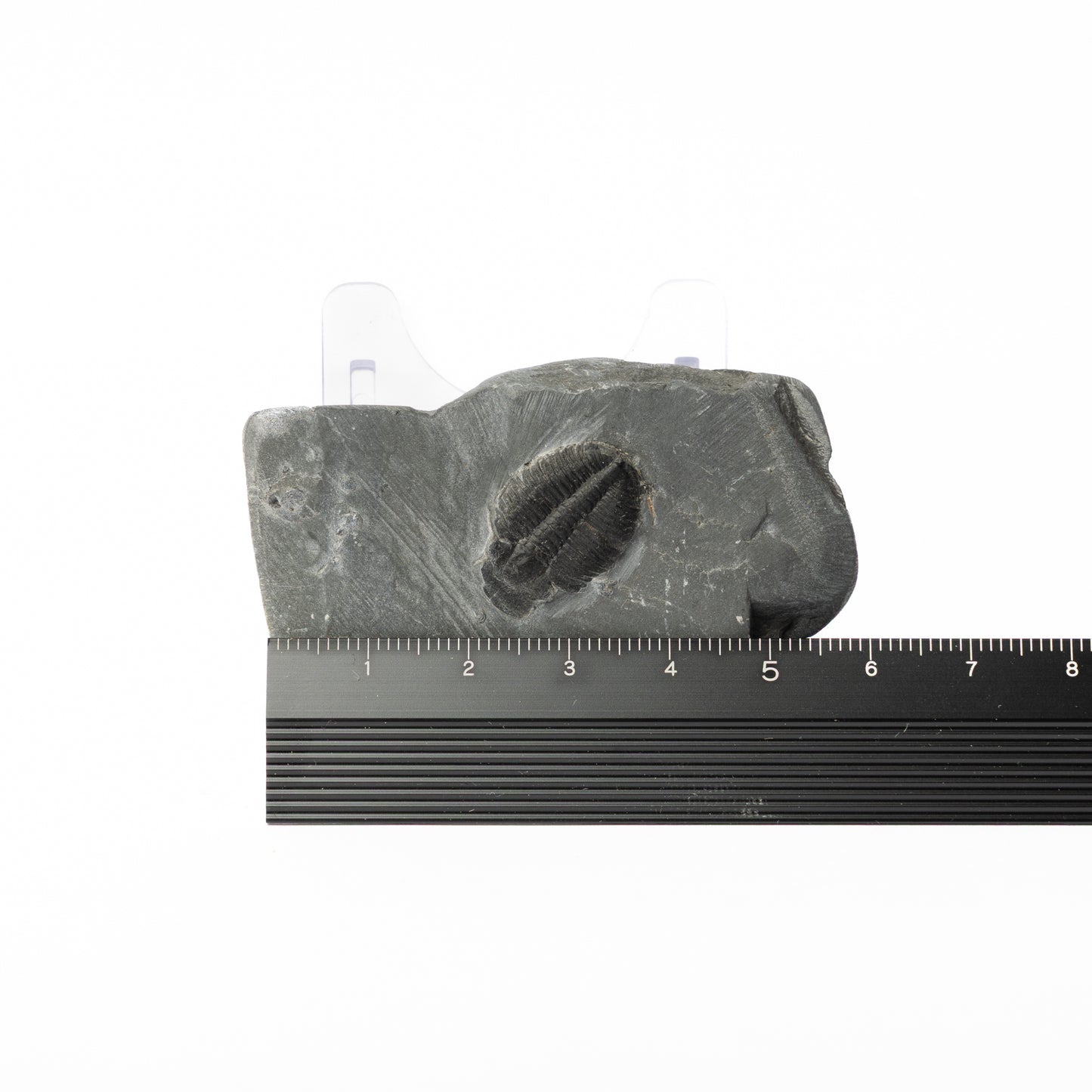 Elrathia kingii Trilobite