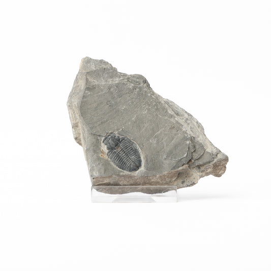 Elrathia kingii Trilobite
