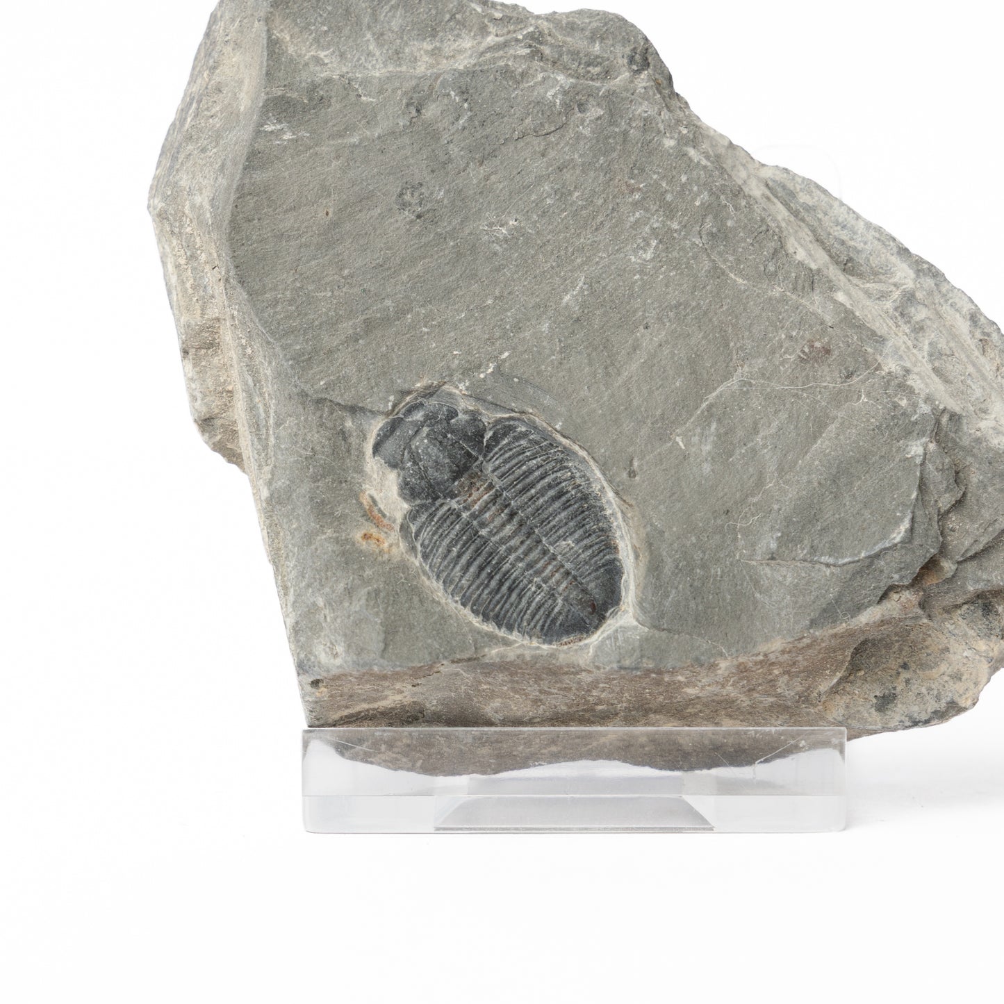 Elrathia kingii Trilobite