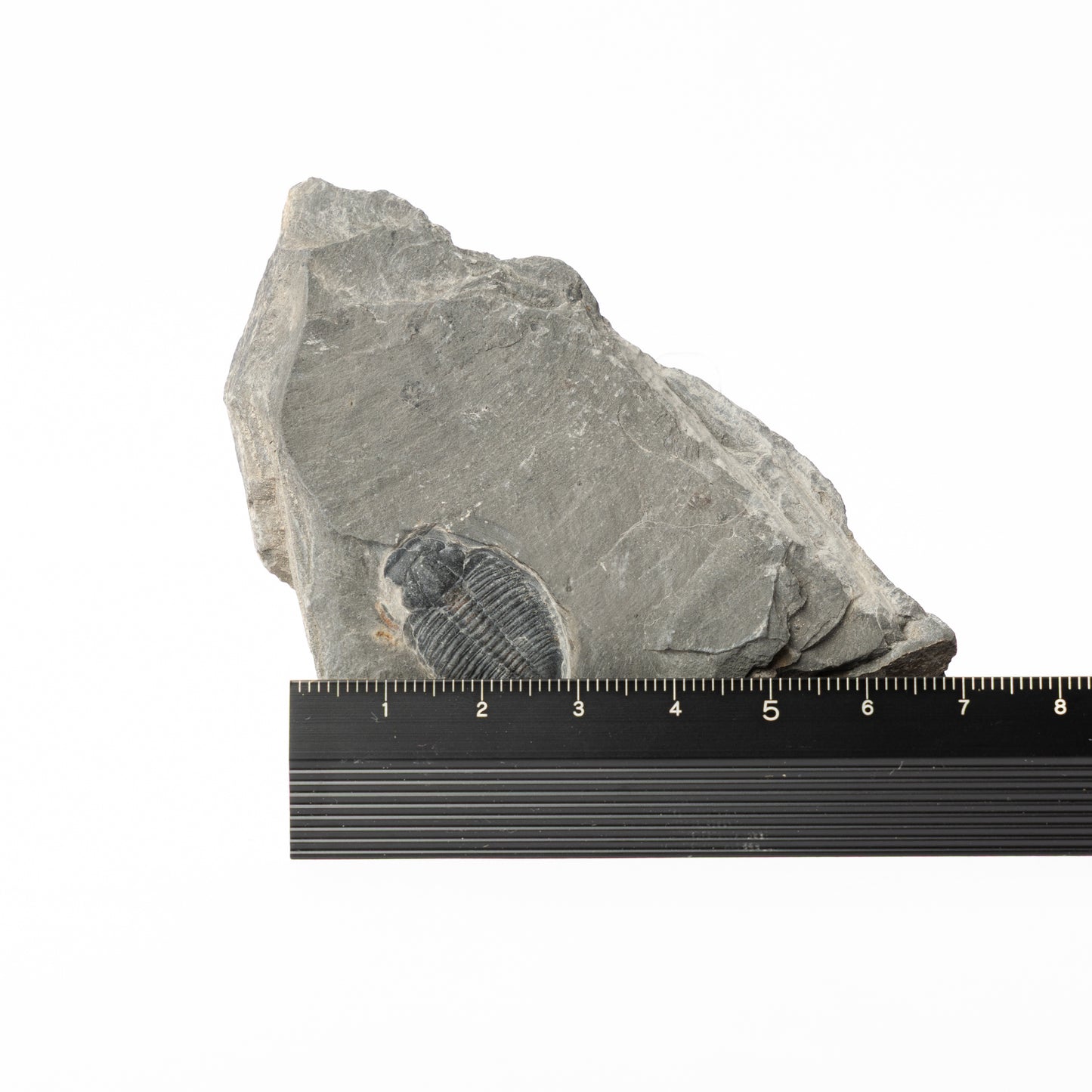 Elrathia kingii Trilobite
