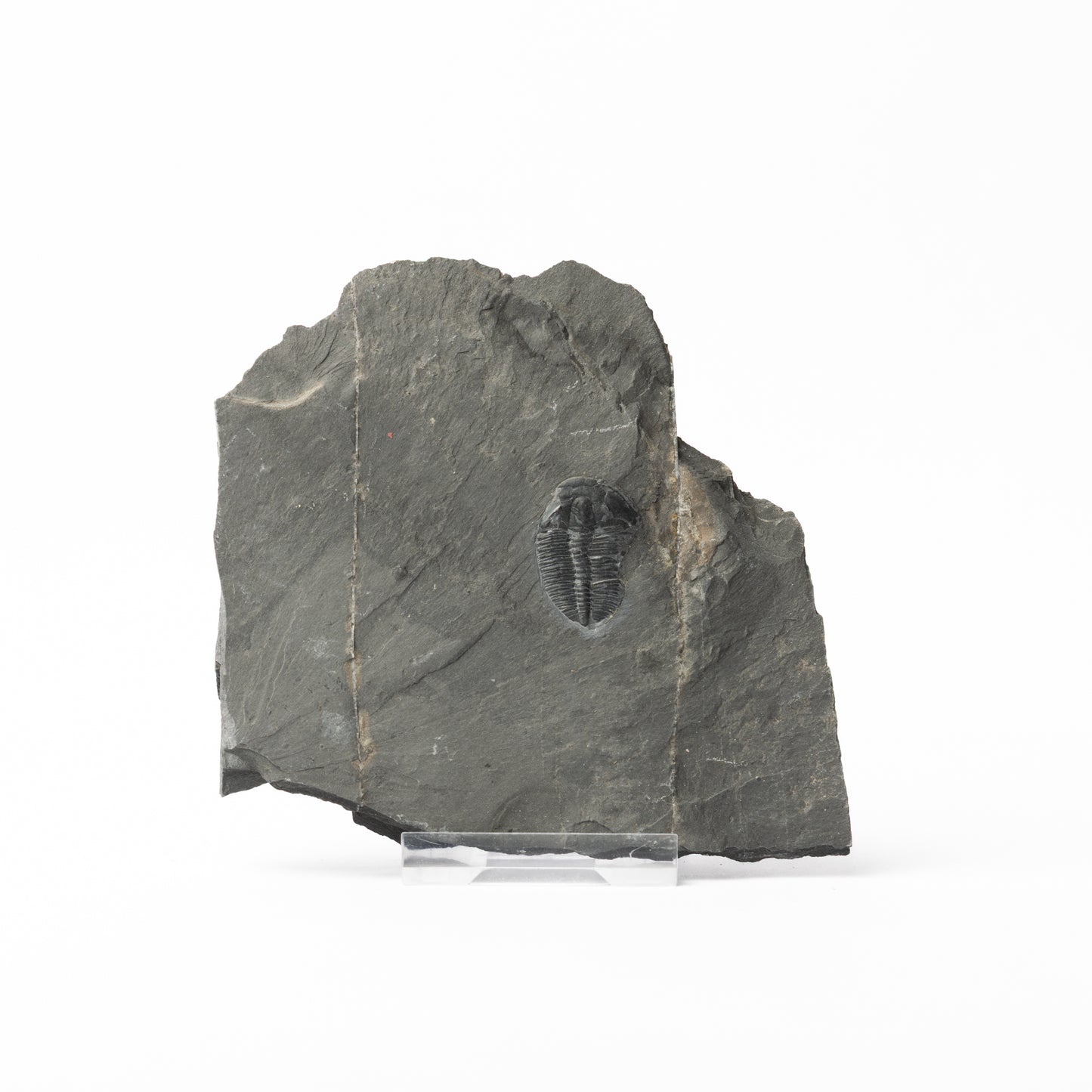 Elrathia kingii Trilobite
