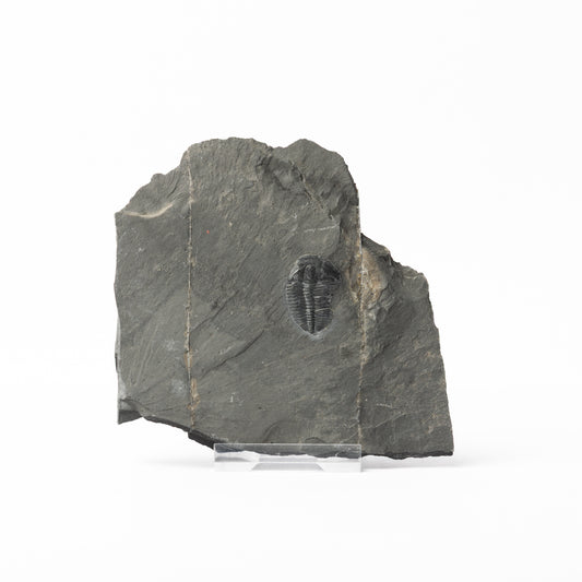Elrathia kingii Trilobite