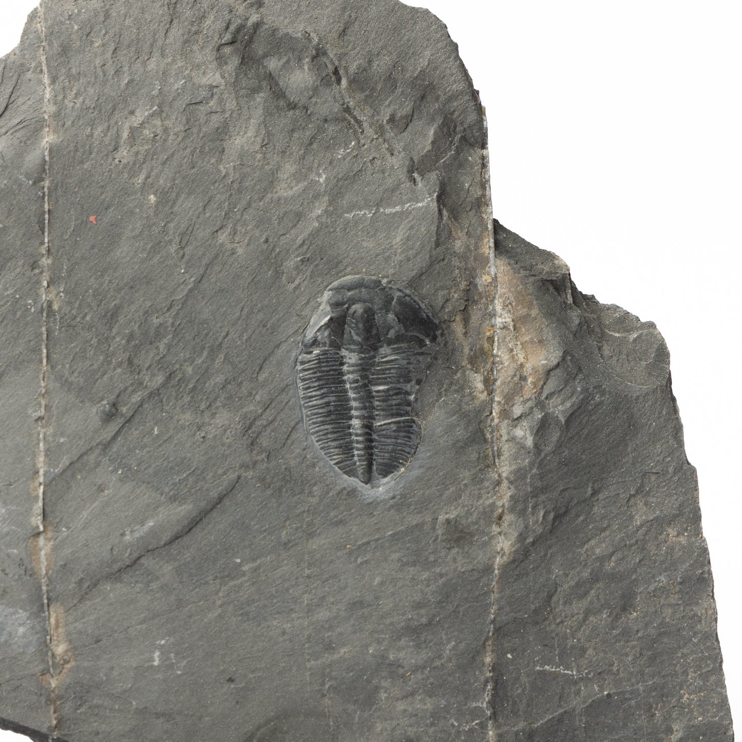 Elrathia kingii Trilobite