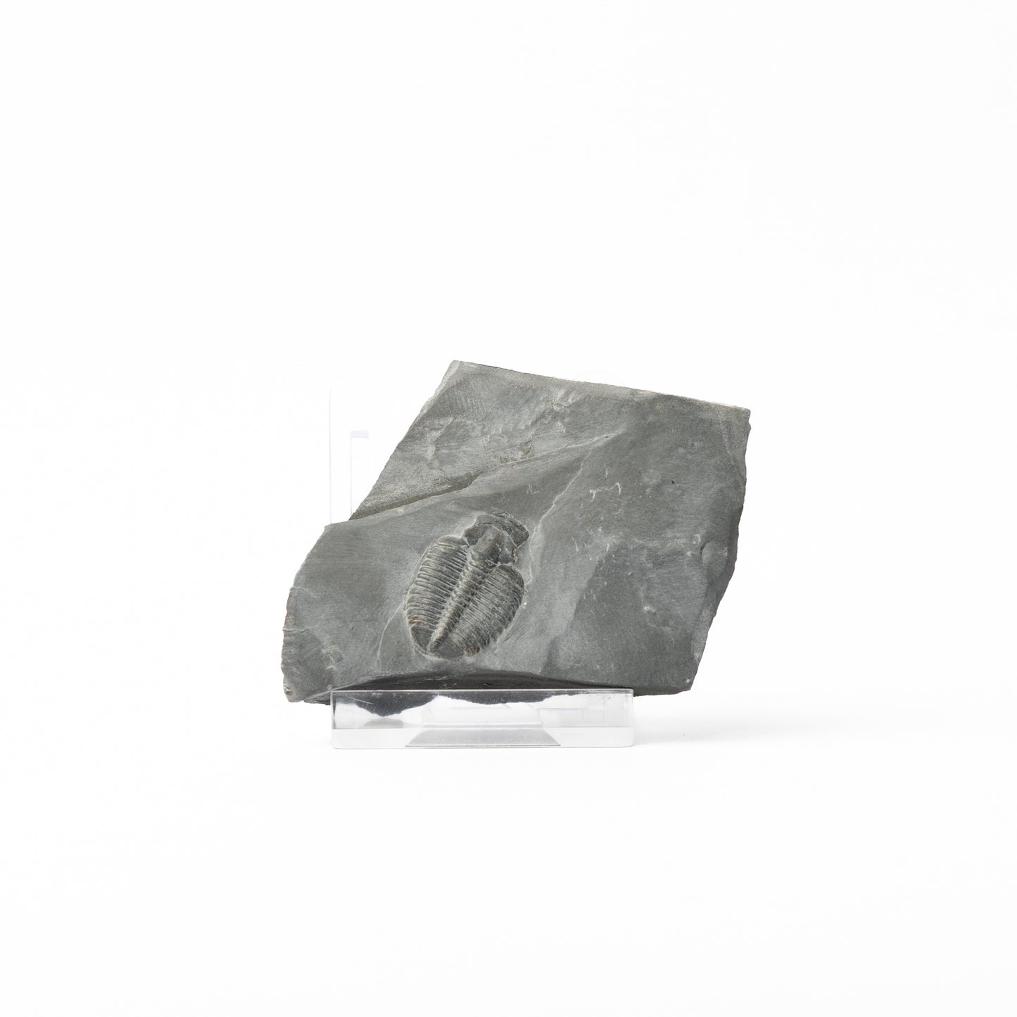 Elrathia kingii Trilobite