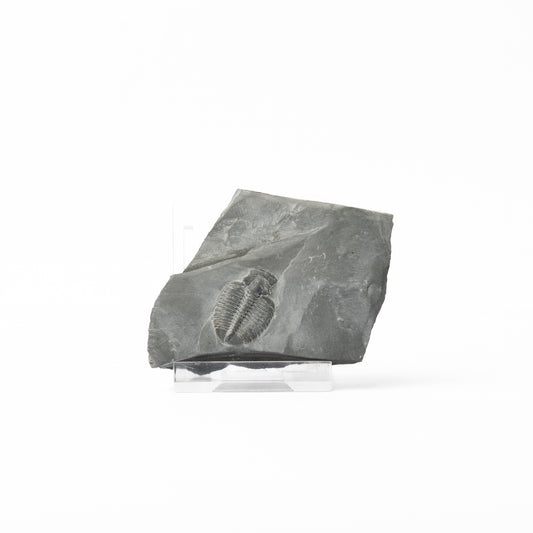 Elrathia kingii Trilobite