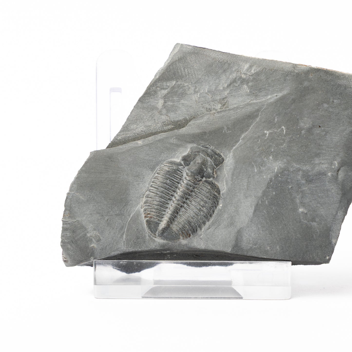 Elrathia kingii Trilobite